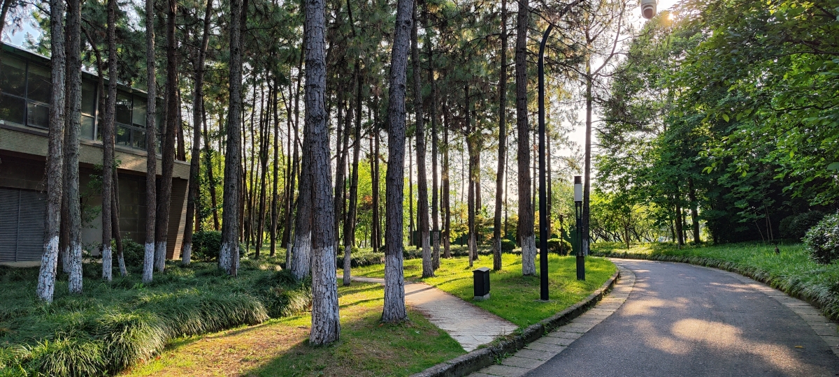 road-in-forest