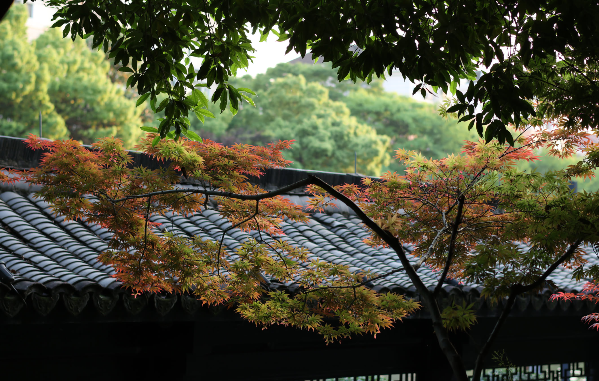 red-leaves